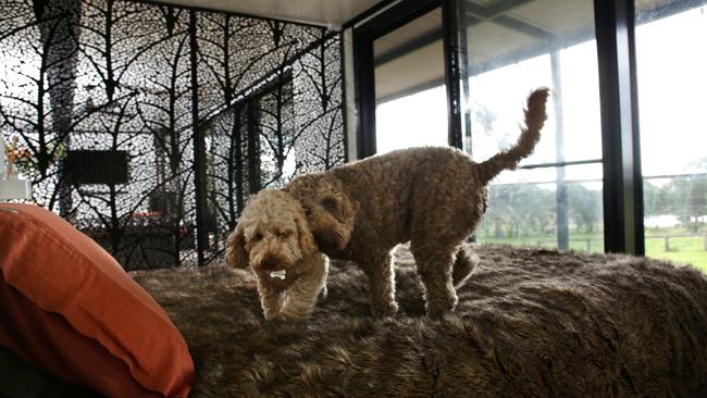 Decorative screens help zone the internal space in O’Regan’s forever home. Picture: Dean Marzolla