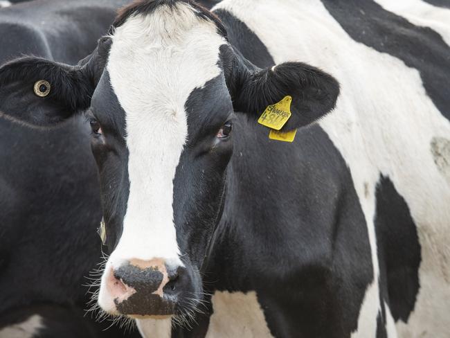 DAIRY: Mary Faherty Irish dairy workerPICTURED: Generic dairy cow. Milk. Dairy. Holstein. Dairy cows. Dairy cattle. Stock Photo.Picture: Zoe Phillips