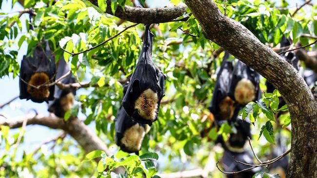 A colony of spectacled flying foxes, commonly referred to as fruit bats, pictured nesting in a forest of trees near Lily Creek in Parramatta Park. Picture: Brendan Radke