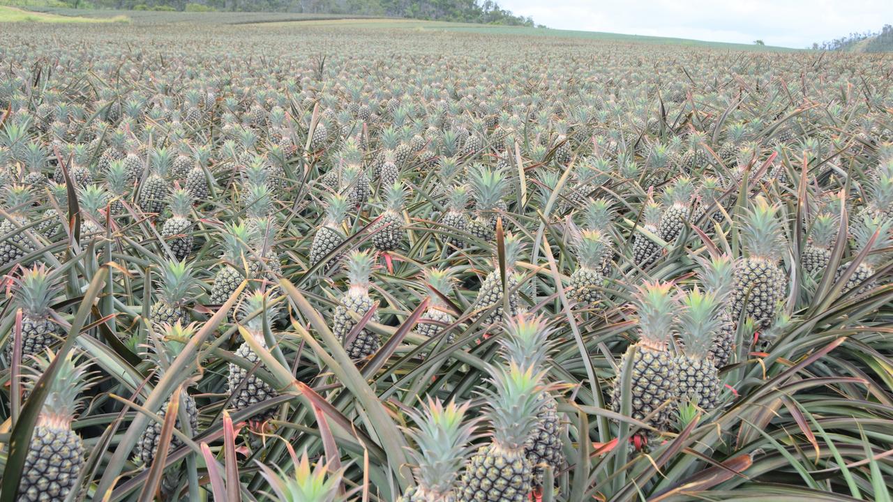 Pineapple fields at the Bungundarra farm.