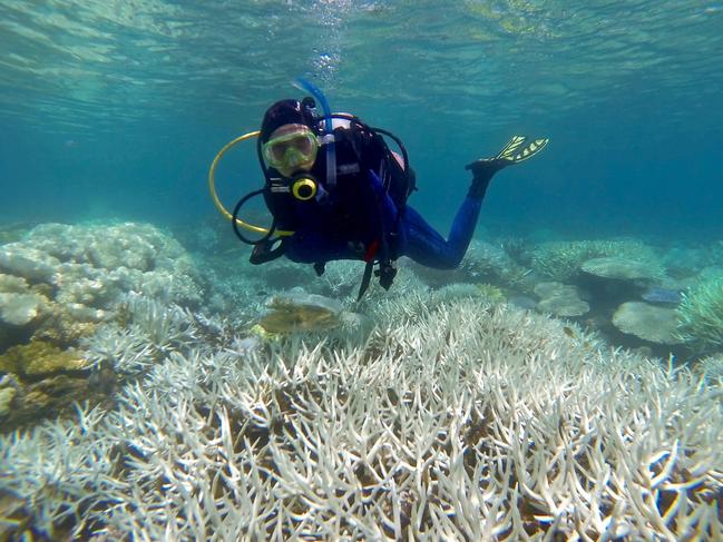 Coral bleaching on the Great Barrier Reef. Picture: Cairns Inspire