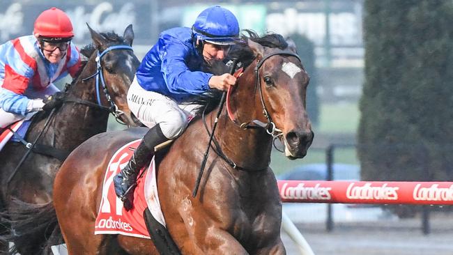 Pereille ridden by Damian Lane wins the Ladbroke It! Handicap at Moonee Valley Racecourse on August 12, 2023 in Moonee Ponds, Australia. (Photo by Brett Holburt/Racing Photos via Getty Images)