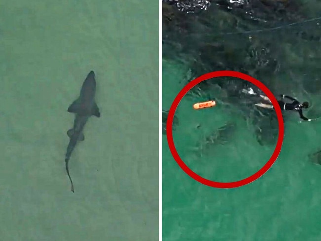 shark encounter new pics. Picture: Channel 9