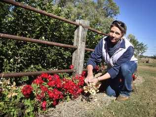 Mt Tyson couple, Joe Rockemer and Judy Riley-Thorpe are entering their rural garden in the Chronicle Garden Competition. Carnival of Flowers. June 2018. Picture: Bev Lacey