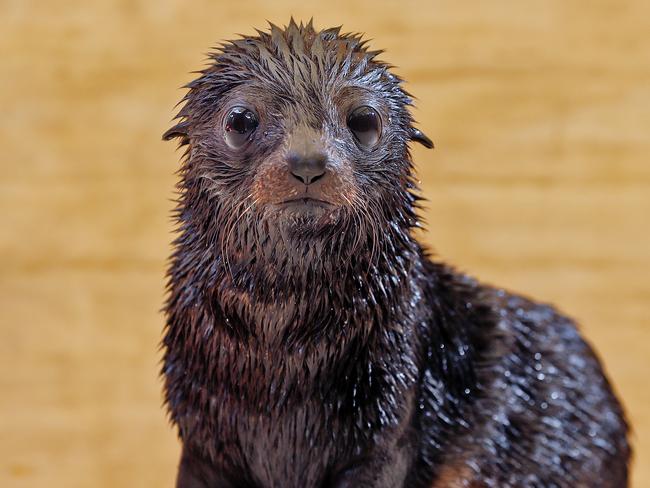 WEEKEND TELEHGRAPH - 4/2/21*** MUST NOT PUBLISH BEFORE CLEARING WITH PIC EDITOR JEFF DARMANIN ***6 week old Long nosed Fur Seal pictured at Taronga Zoo this morning. Picture: Sam Ruttyn