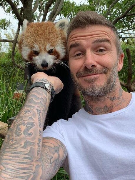 Even animals wanted a selfie with David Beckham. Picture: Instagram/@davidbeckham