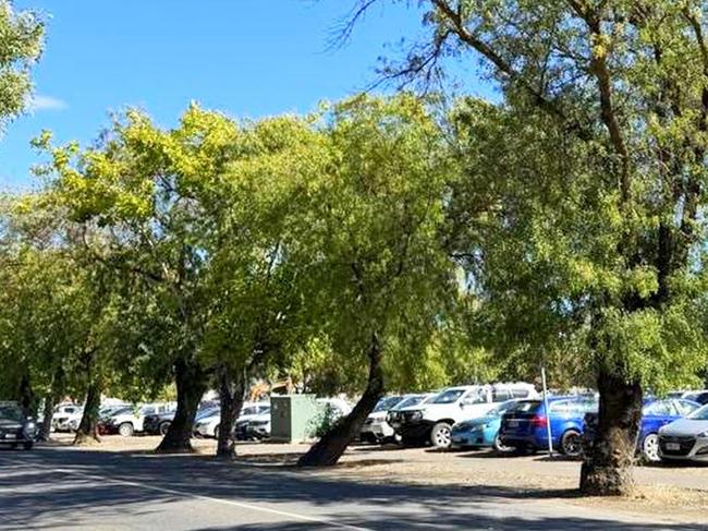 Desert ash trees which were part of Mount Barker's former WWI Avenue of Honour on Wellington Road will be removed in coming weeks. Photo: Mount Barker District Council, Facebook