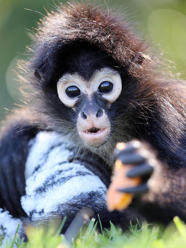 Tito the Spider Monkey. Picture: David Swift