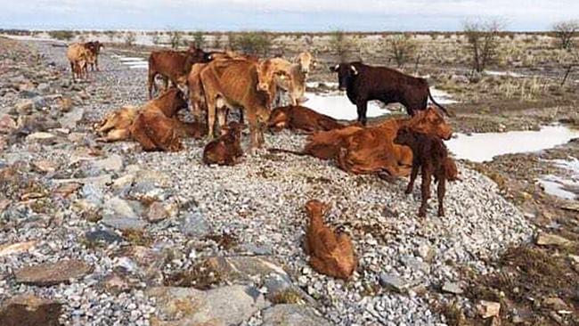 A photo taken by Rae Stretton of dead cattle from flood water at Eddington Station near Julia Creek.