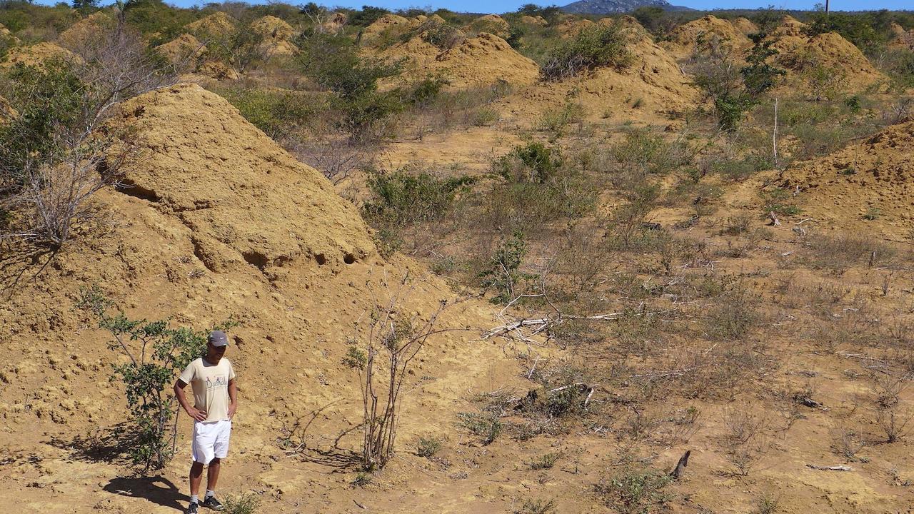 A researcher stands beside one of the huge termite mounds. Picture: Roy Funch