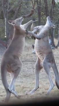 Neighbourhood kangaroo fight