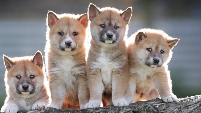 Dingo pups from parents Pumbah and Delilah at the Dingo Discovery Sanctuary. Picture: David Caird