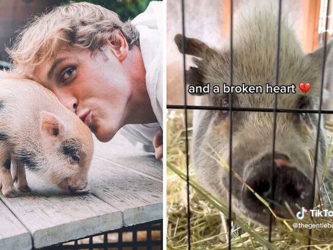 Pig allegedly owned by YouTube star Logan Paul ‘abandoned’, rescued