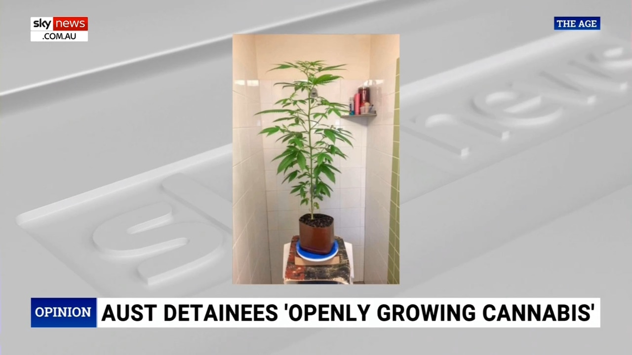 Detainees ‘openly growing marijuana plants’ in detention centres