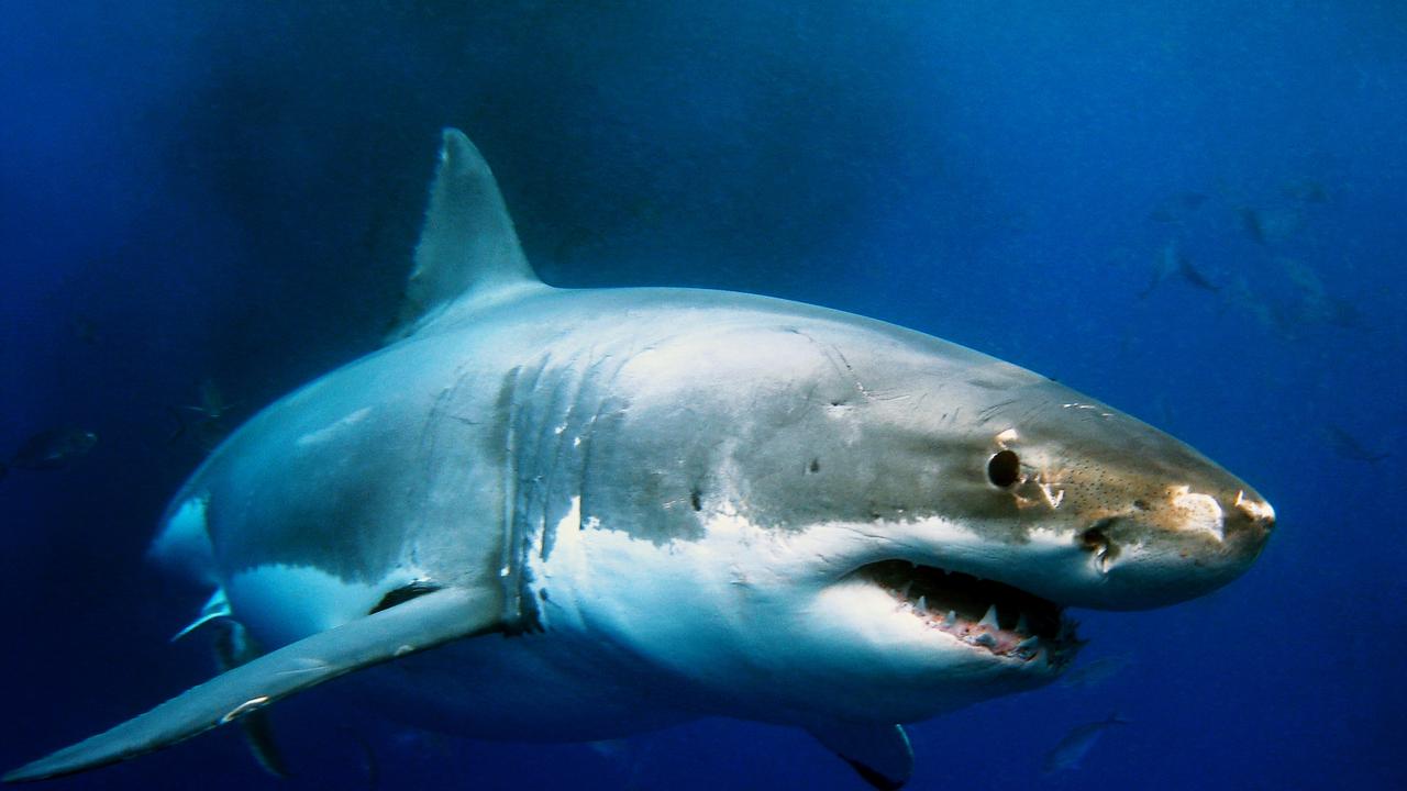 Great White Sharks are generally between 3.4 – 5m in length. Picture: iStock