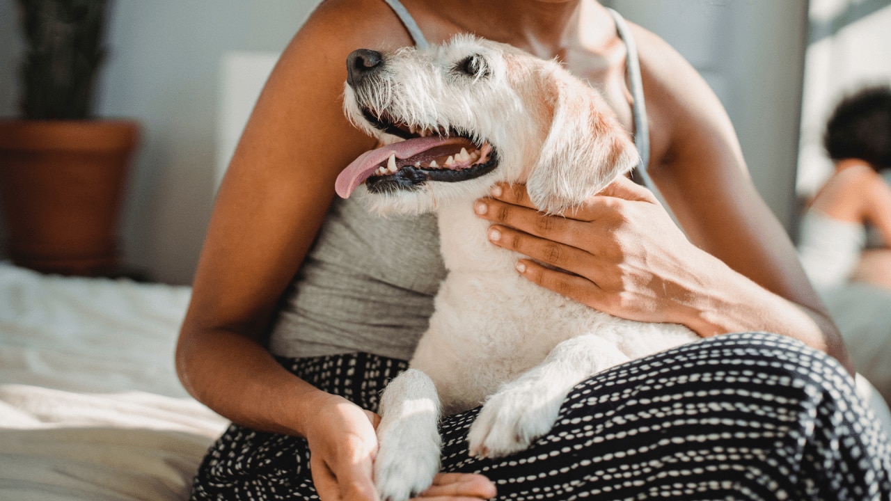 Animals are beneficial to our mental and physical health. Image: Pexels