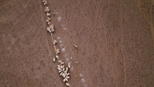 Sheep cluster around lines of cotton seed on the Taylor family farm in Warrumbungle Shire. Picture: Getty