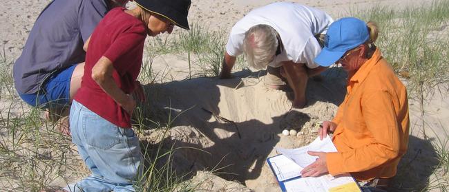 Bribie Island nest data is collected for the endangered loggerhead turtles. Photo. Diane Oxenford.