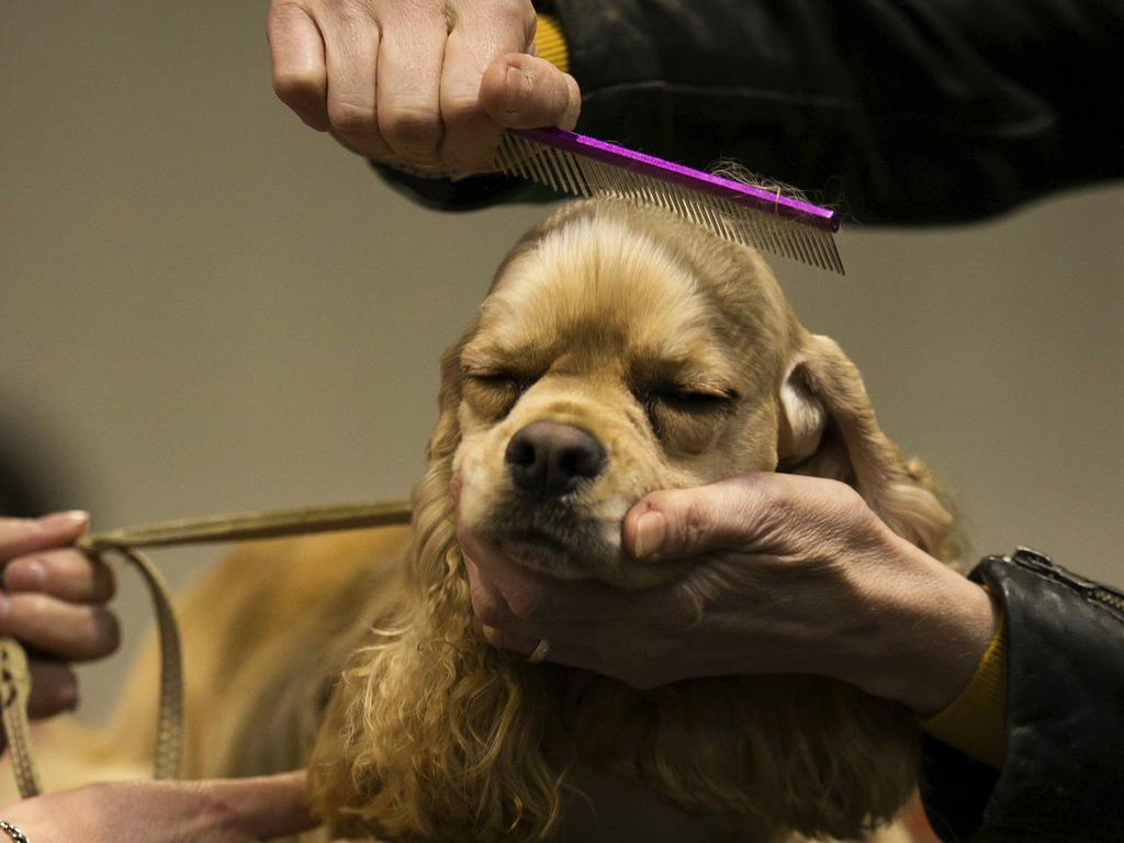 An American cocker spaniel is groomed, on the first day of the Crufts Dog Show 2019, at the Birmingham National Exhibition Centre. Picture: AP