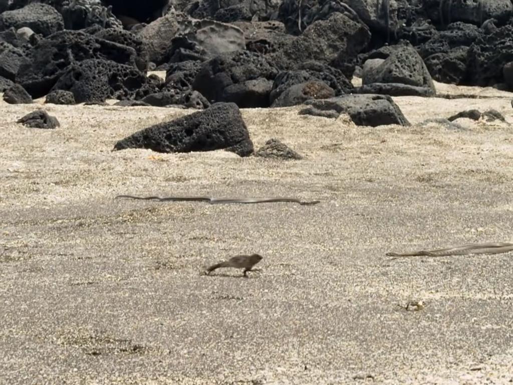 An iguana is chased by killer snakes. Picture: BBC Studios