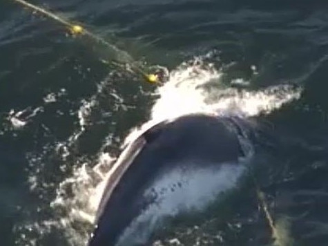 Whale caught in shark net off Gold Coast. Photo: Twitter/Nine News Gold Coast