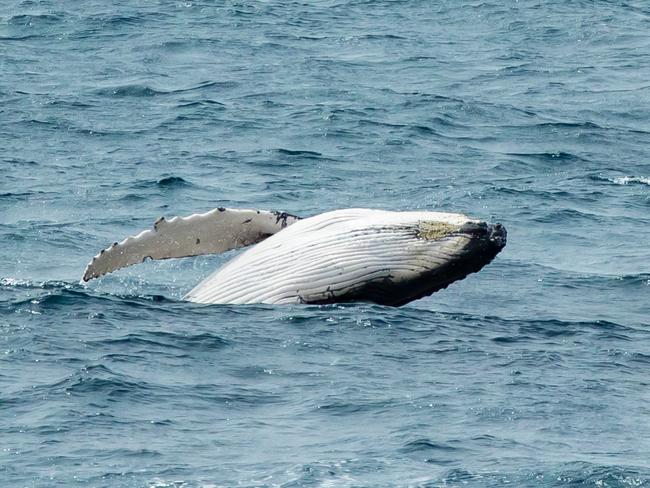 A Humpback whale calf heads back out to sea after being freed from shark nets at Mooloolaba. Picture Lachie Millard