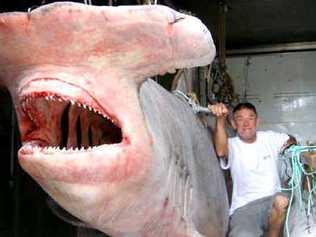 Broadwater fisherman Claude Williamson with the five-metre 1200kg hammerhead shark caught four nautical miles off the coast near Evans Head. Queensland shark expert Vic Hislop has collected the monster and will use it for research.