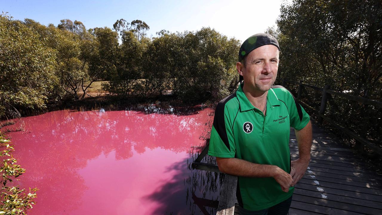 Boondall Wetlands turns bright pink | The Chronicle