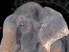 WEB ONLY Must credit Wildlife SOS India Elephant Raju's Journey to Freedom