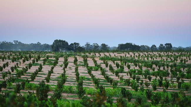 Ferrero ripped up and turned a million hazelnut trees into woodchips after abandoning their project last year. Picture: File (Zoe Phillips).