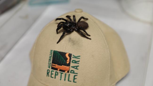 Introducing ‘Megaspider’ the biggest funnel-web donated to the Australian Reptile Park.