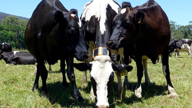 A dairy cow wears an Agersens virtual-fence collar in January. PHOTO: AGERSENS