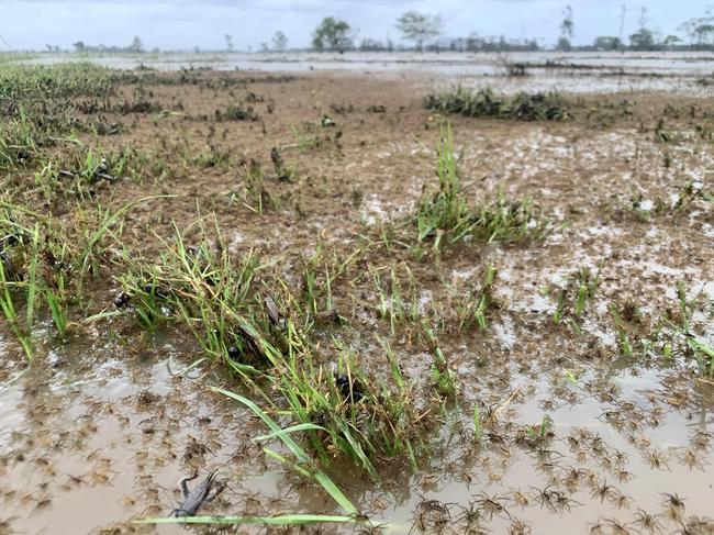 Thousands of tiny spiders escape across the flood waters of Kinchella Creek in NSW after flooding. Picture: Matt Lovenfosse/Facebook