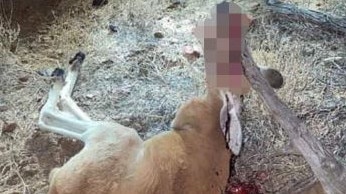 A still image of the video taken of a kangaroo impaled by a large branch. Picture: Supplied