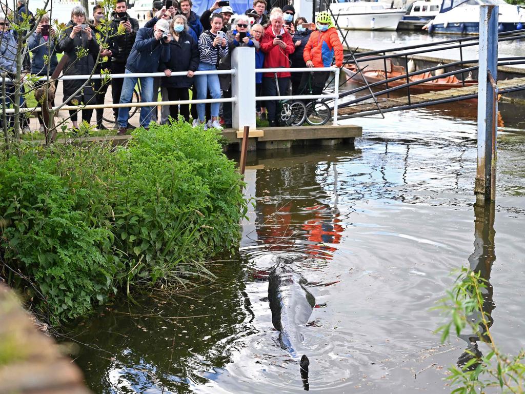 Crowds gathered when the whale appeared in the water at Teddington in southwest London after it swam up the River Thames. Picture: Glyn Kirk/AFP