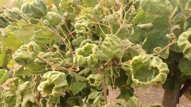 Growers are claiming to have lost 3-4 years worth of income due to damaged vines. Picture: Supplied