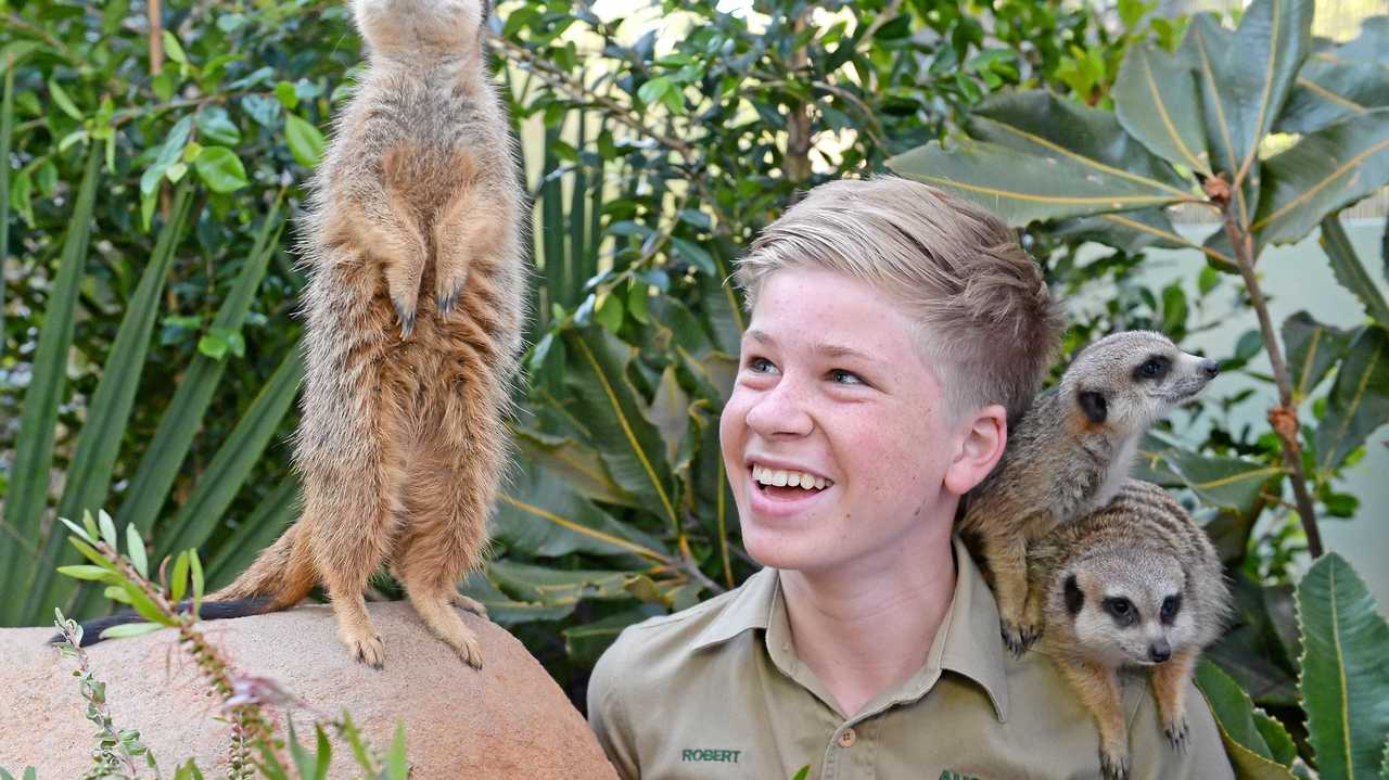 Coast’s new meerkats perched and ready for spring school holidays | The ...