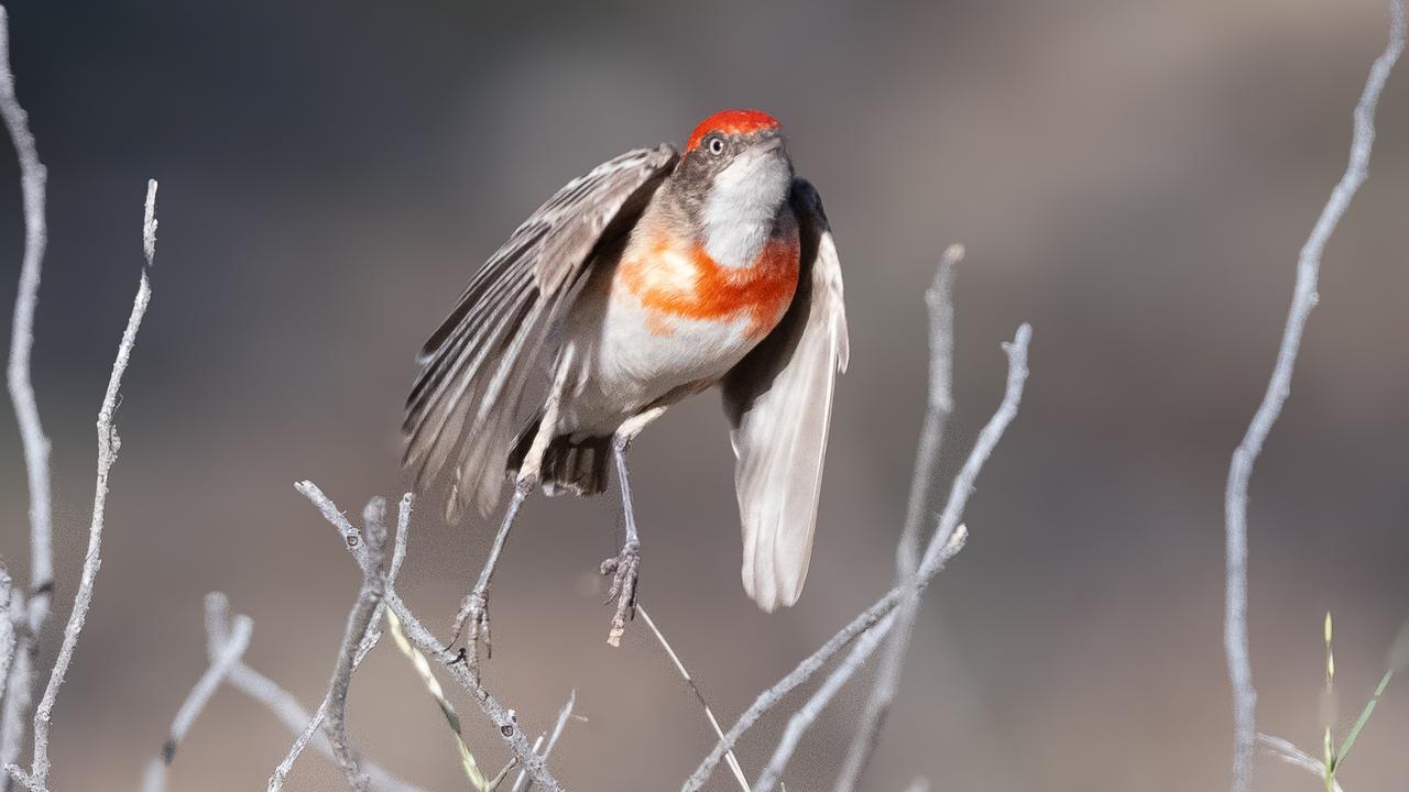 The Queensland town that’s a perfect perch for bird lovers