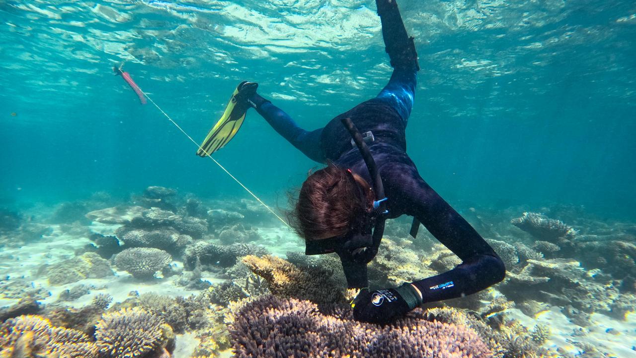 A Minderoo Foundation researcher diving on Ningaloo Reef. Picture: Carly Keech