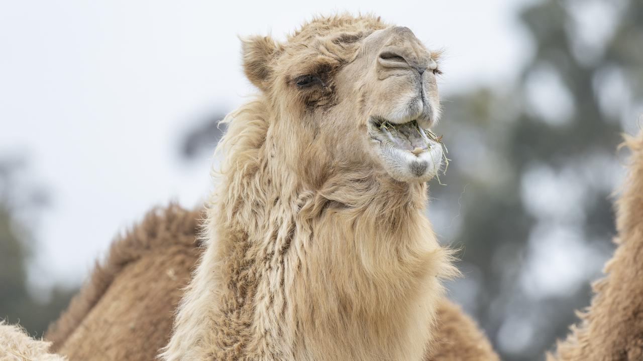 Elderly camel living the high life