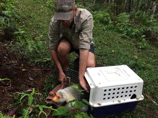 Port Moresby Nature Park's Brett Smith releasing a spotted cuscus back into the wild. The Nature Park will rescue and rehabilitate about 100 animals per year.