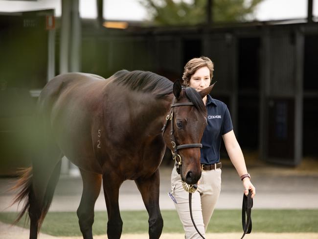 2024 Inglis Easter Yearling Sale - Lot 391. Winx Filly, first foal  today at Inglis' Riverside Stables, Warwick farm.  Ahead of the auction this Monday.