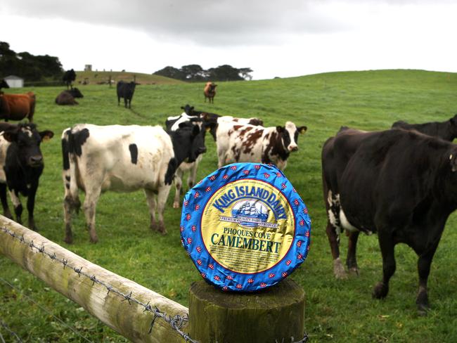 King Island Dairy Farmers. The Millwood family on their dairy farm. King Island cheese with Dairy cows