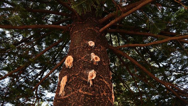 Trees at Clontarf Reserve were attacked by an axe back in 2014.