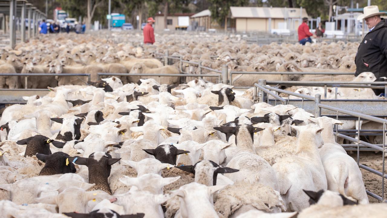 Mutton hits another price peak