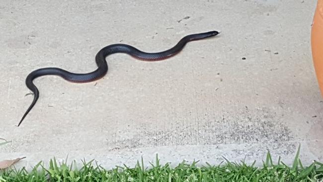 efterklang kandidatskole Vag Snake warning after dog bitten by red bellied black snake in Waterworth  Park, Earlwood | Daily Telegraph