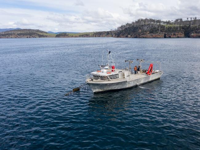 Australia’s largest seaweed grower and manufacturer, Sea Forest Pty Ltd, is set to dramatically lift its production of eco-friendly Asparagopsis seaweed - aimed at reducing methane emissions from livestock - following a major property acquisition in Swansea, Tasmania.