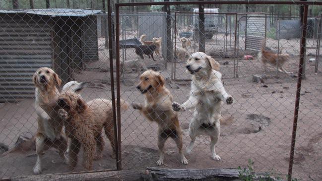 The party wants to regulate and reduce puppy farming in NSW.