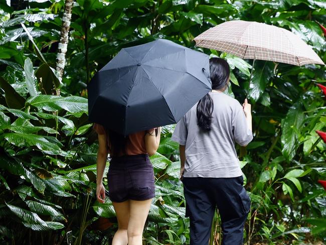 Tourists protect themselves from the wet weather in Far North Queensland by walking through the rain under umbrellas in the Cairns Botanic Gardens at Edge Hill. Picture: Brendan Radke