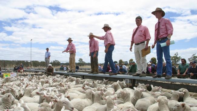 Lamb producers are looking for signs of a winter rally, as processors juggle contracted lamb supplies.